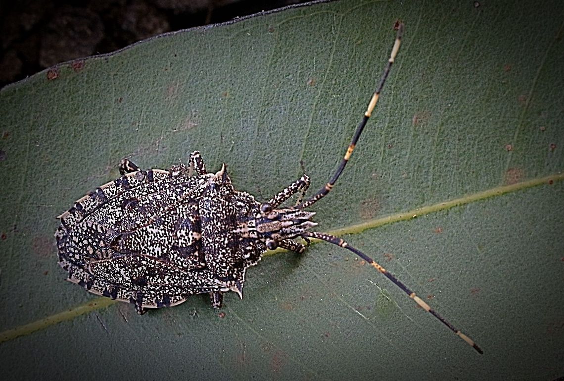 Acacia Shield bug  Alcaeus varicornis,Australia,Eamw shield bugs,Geotagged