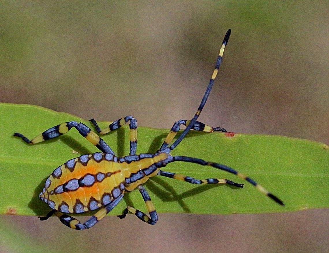 Tip-wilter Bug nymph : Family Coreidae possibly Amorbus alternatus,  Amorbus alternatus,Australia,Eamw tip wilter bugs,Geotagged,Karana Downs Qld