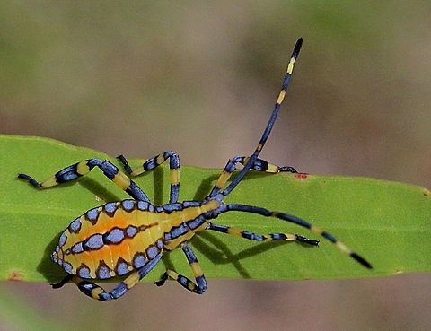 Tip-wilter Bug nymph : Family Coreidae possibly Amorbus alternatus,  Amorbus alternatus,Australia,Eamw tip wilter bugs,Geotagged,Karana Downs Qld