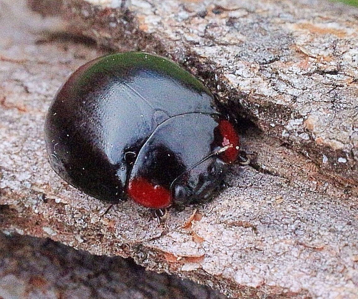 Paropsisterna fontaniva Again a job for Martin. <br />
This beetle was captured on the 14.10.2018 but I can't change the date.<br />
18.june 2024 beetle identified by Martin and others on INaturalist.  Australia,Eamw beetles,Geotagged,Paropsisterna fontaniva
