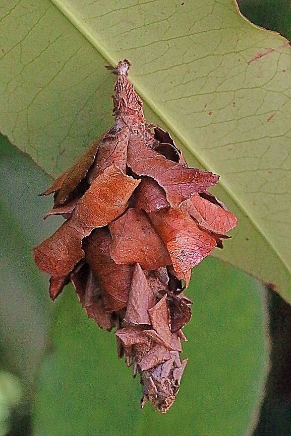 Common bag moth.  Australia,Case moth,Eamw case moth,Eamw moth,Geotagged,Hyalarcta ew,Hyalarcta huebneri,Tenterfield Nsw
