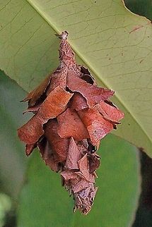 Common bag moth.  Australia,Case moth,Eamw case moth,Eamw moth,Geotagged,Hyalarcta ew,Hyalarcta huebneri,Tenterfield Nsw