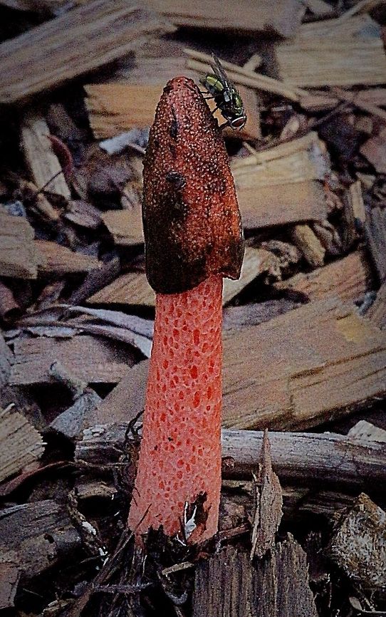 Red Stinkhorn Fungus - Phallus rubicundus This one showed up after rain overnight . Australia,Eamw fungi,Geotagged,Karana Downs Qld,Phallus rubicundus