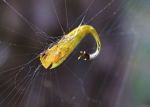 Side view of Scorpion -tailed Spider in her web. This is the natural position- upside down.  Arachnura higginsi,Australia,Eamw spiders,Geotagged