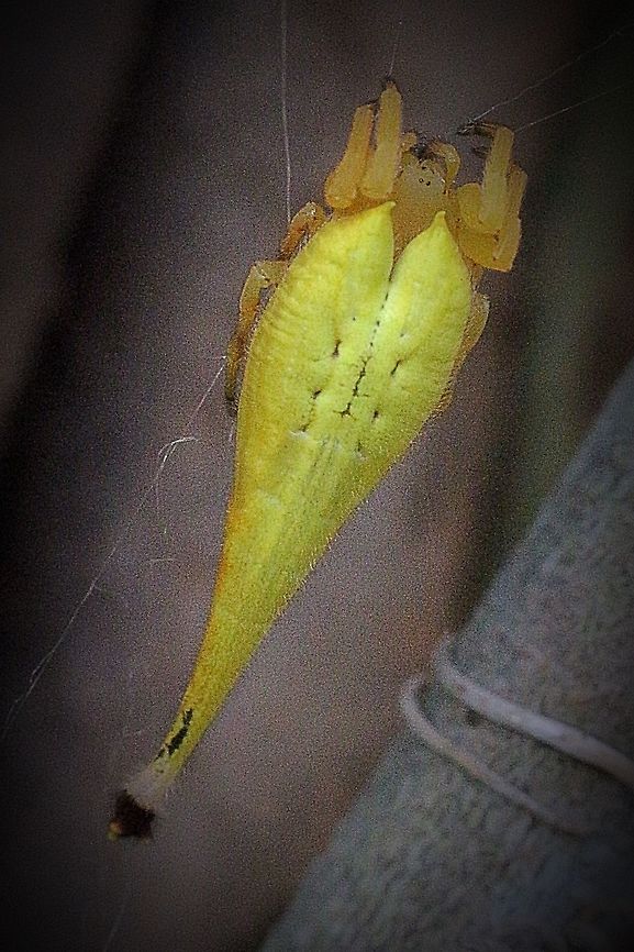 Scorpion - tailed Spider female in her web.  Arachnura higginsi,Australia,Eamw spiders,Geotagged