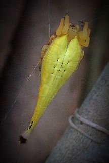 Scorpion - tailed Spider female in her web.  Arachnura higginsi,Australia,Eamw spiders,Geotagged