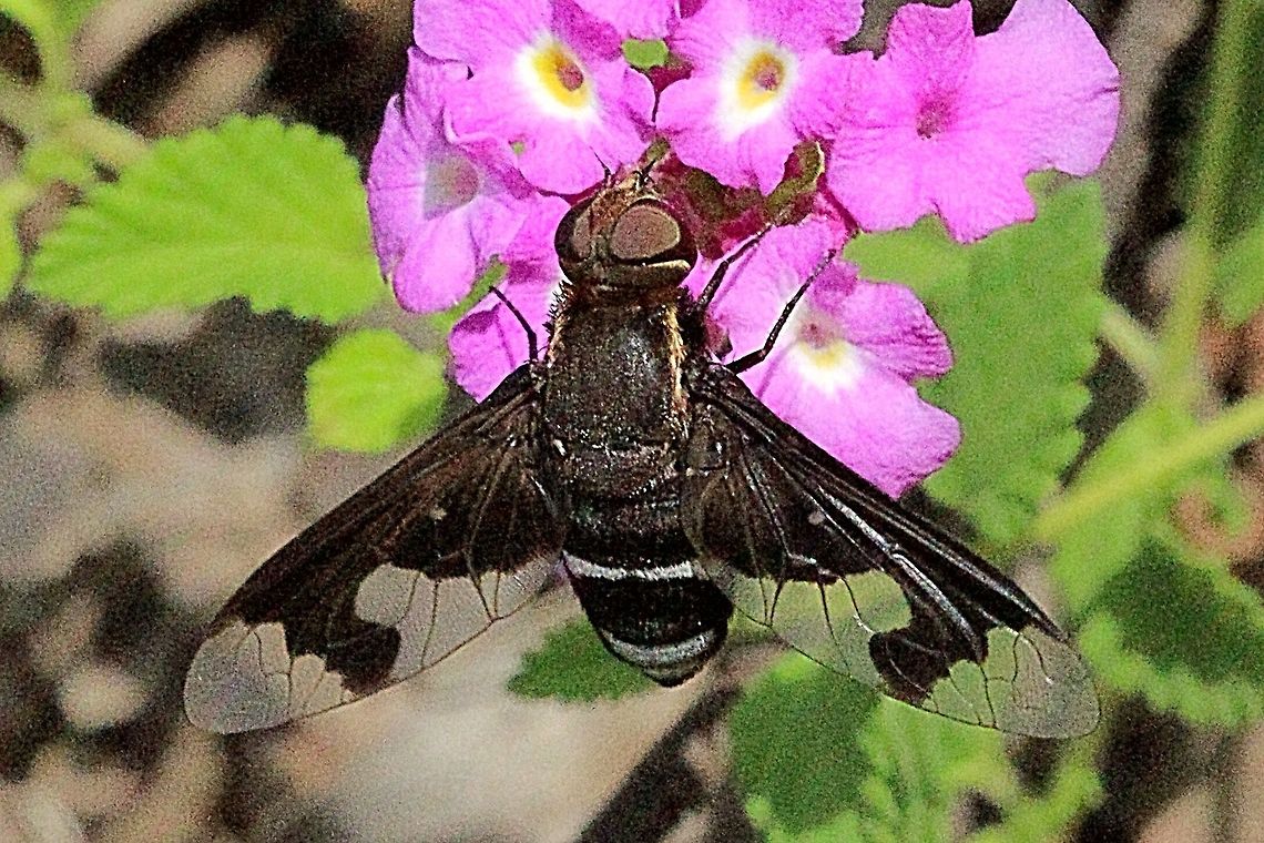 Balaana Beefly. ( possibly Balaana abscondita )  Australia,Balaana abscondita,Eamw flies,Geotagged
