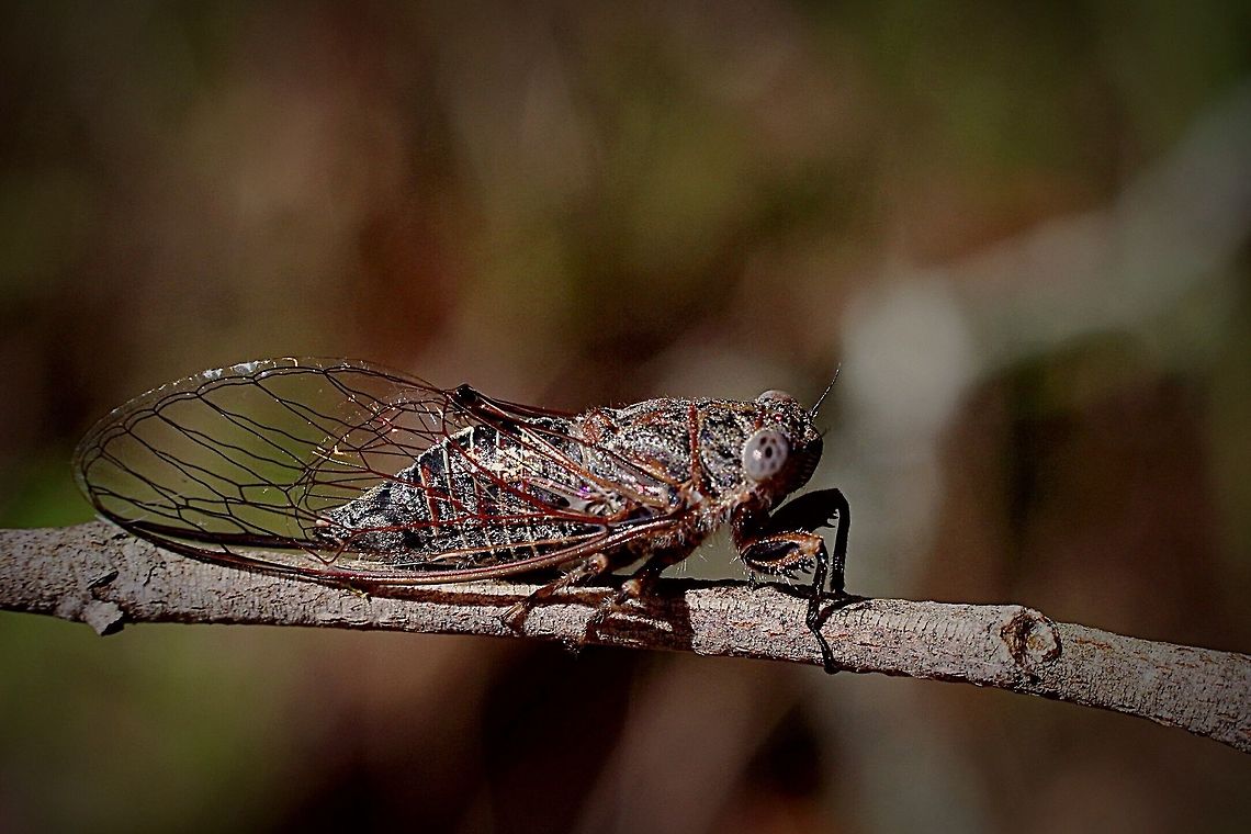 Cicada , body length 15 mm  Australia,Eamw cicadas,Geotagged
