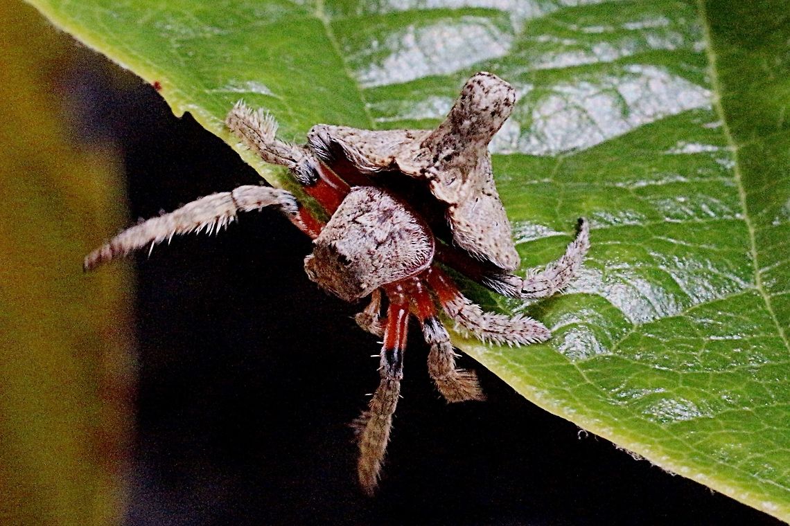 Turreted Wrap Around Spider  Australia,Dolophones turrigera,Eamw spiders,Geotagged,Turreted Wrap Around Spider