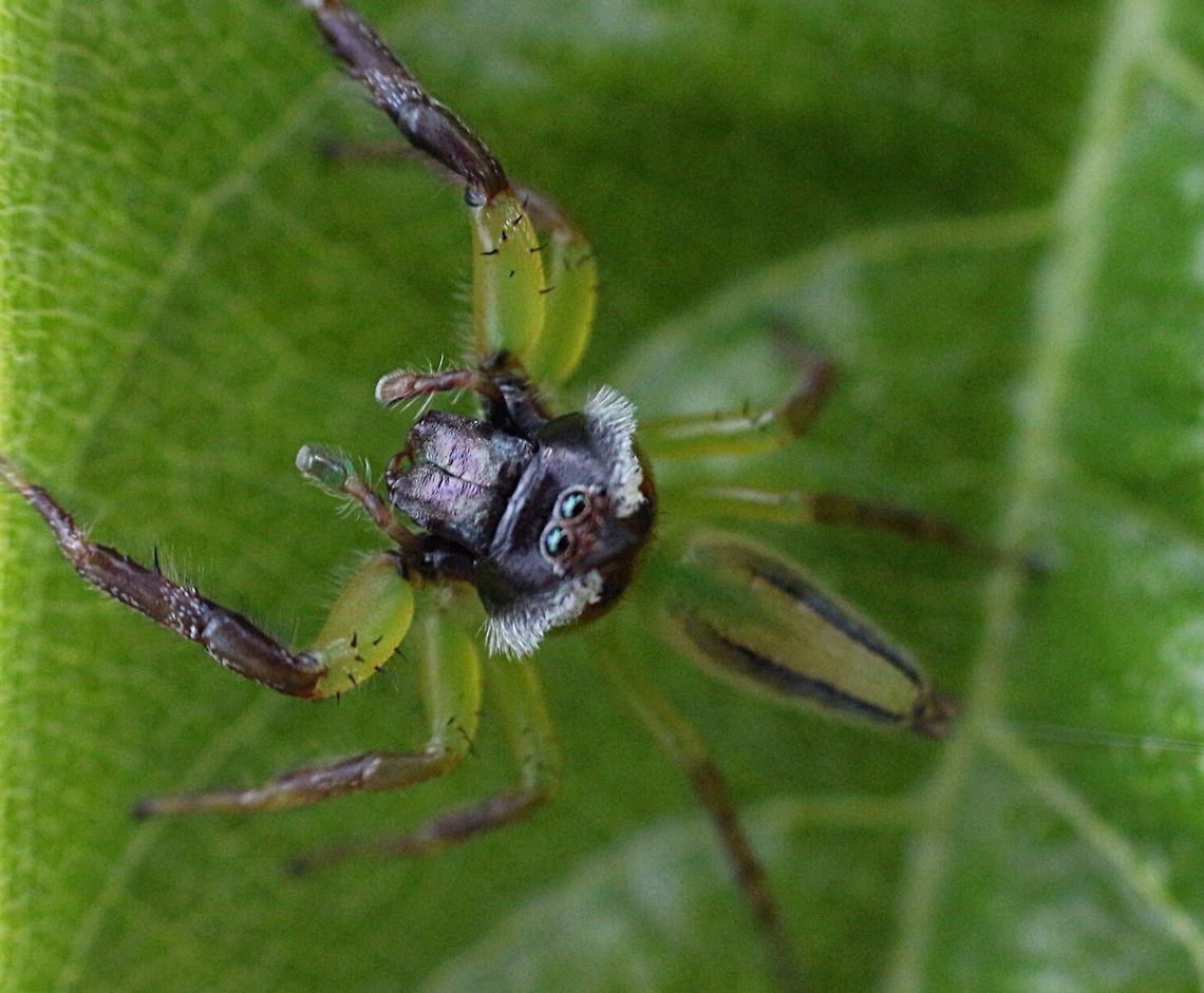 Northern green jumping spider That is the male of the species , very inguisitive and observant .<br />
The female was also on the bush but got away.  Australia,Eamw spiders,Geotagged,Green jumping spider,Mopsus mormon