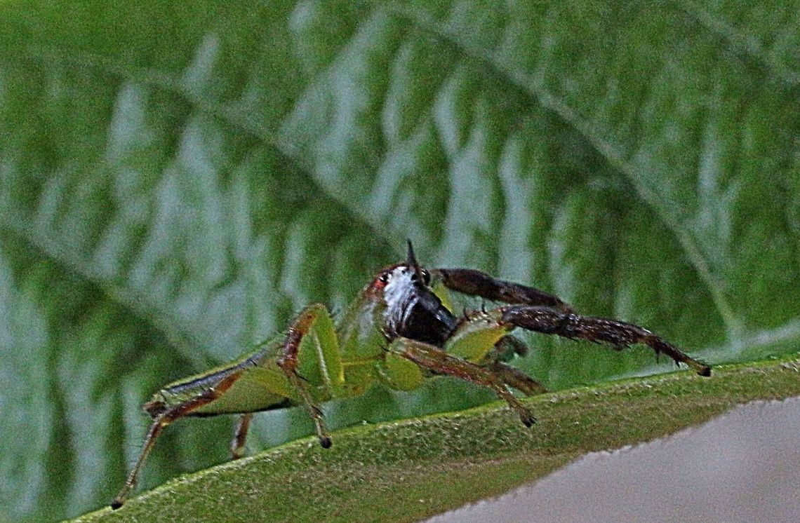 Northern green jumping spider - side view  Australia,Eamw spiders,Geotagged,Green jumping spider,Mopsus mormon