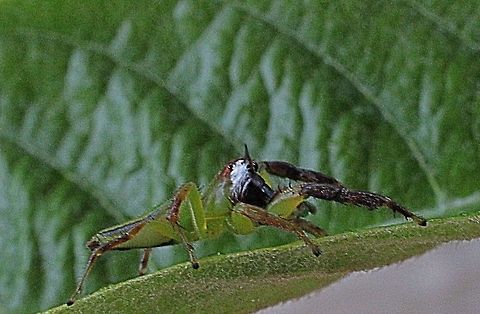 Northern green jumping spider - side view  Australia,Eamw spiders,Geotagged,Green jumping spider,Mopsus mormon