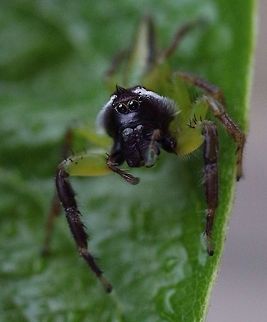 Male northern green jumping spider checking on every move I made.  Australia,Eamw spiders,Geotagged,Green jumping spider,Mopsus mormon
