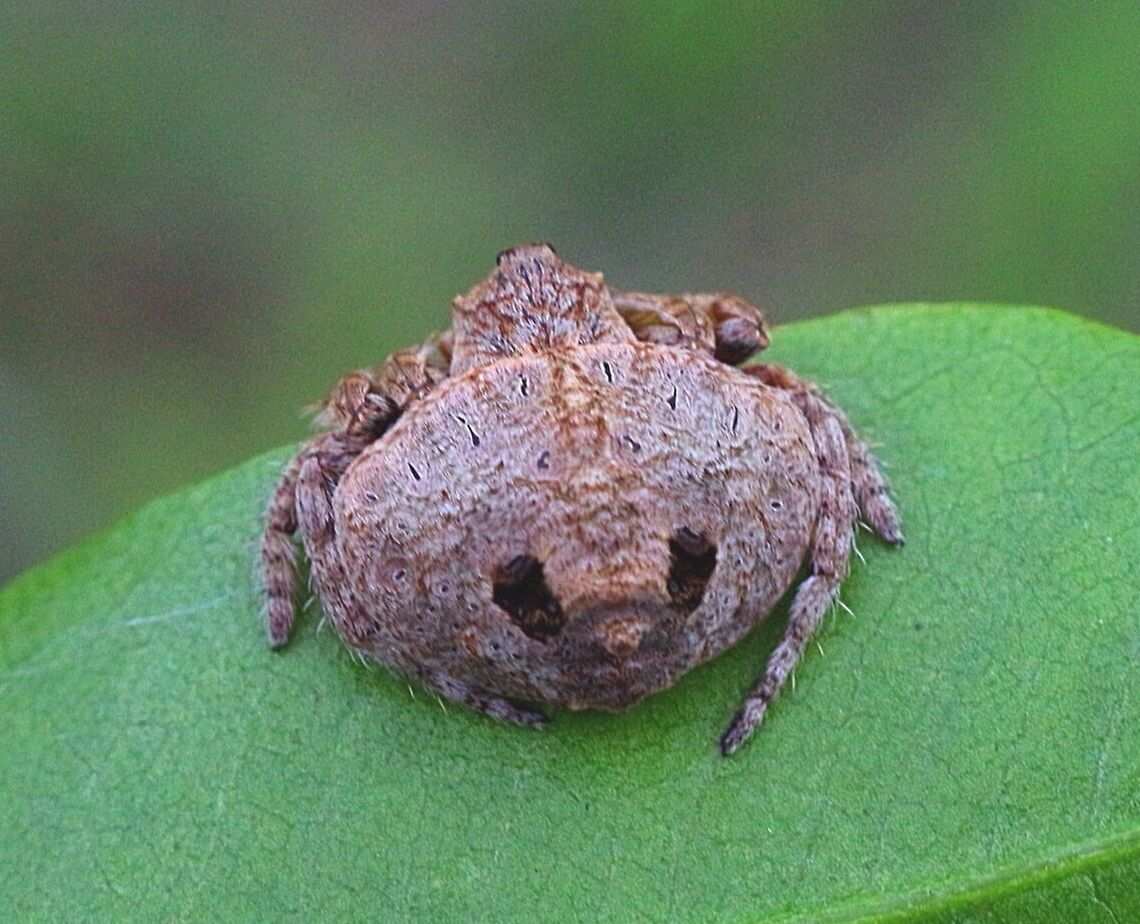 Wrap around spider -Dolophones confera photo showing the rear markings  Australia,Dolophones conifera,Eamw spiders,Geotagged,Wrap-around spider