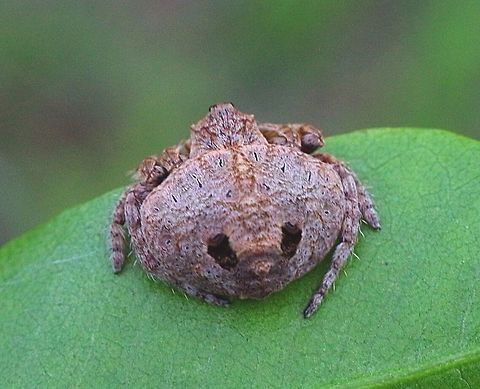 Wrap around spider -Dolophones confera photo showing the rear markings  Australia,Dolophones conifera,Eamw spiders,Geotagged,Wrap-around spider
