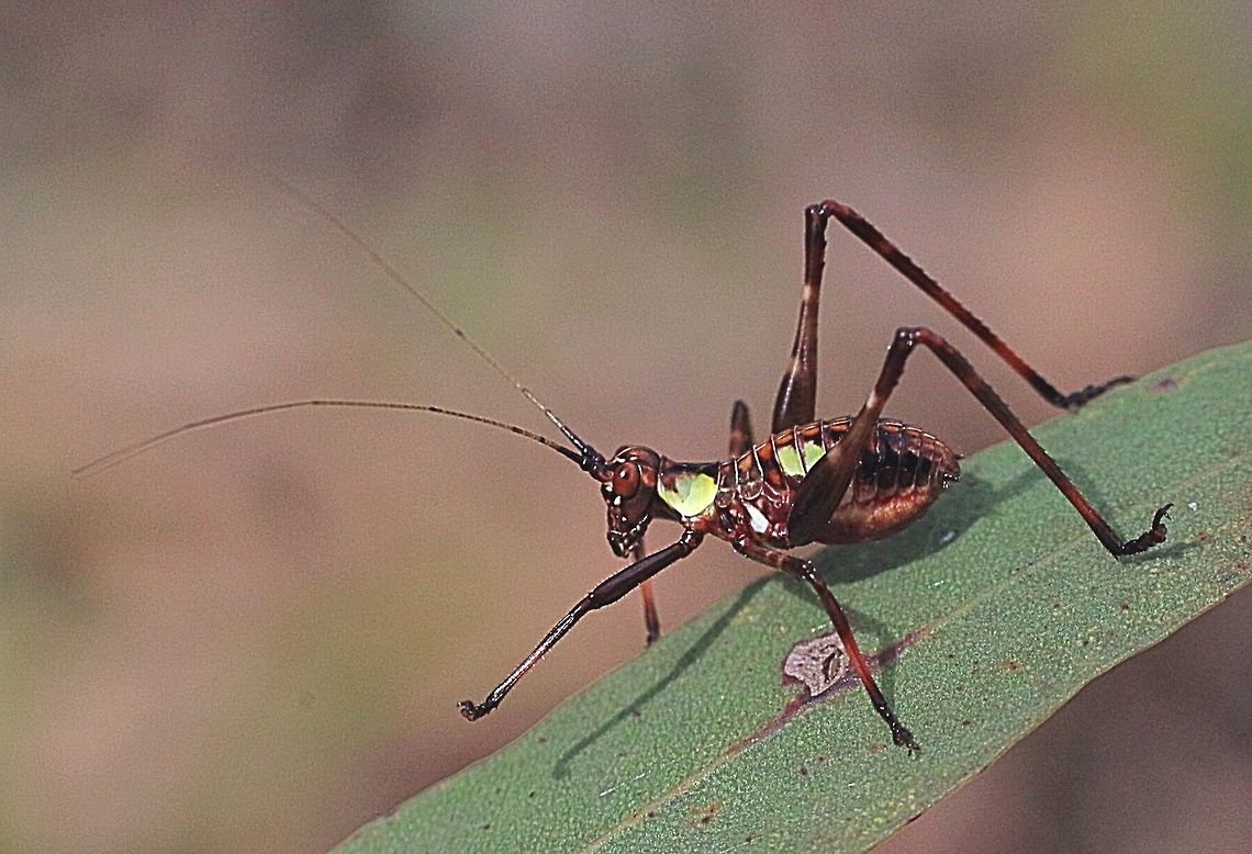 Spotted or Mottled Katydid looks like 2nd instar I think it is Ephippitytha trigintiduoguttata  , body length approx 12 mm Australia,Eamw katydids,Ephippitytha trigintiduoguttata,Geotagged,Spotted katydid