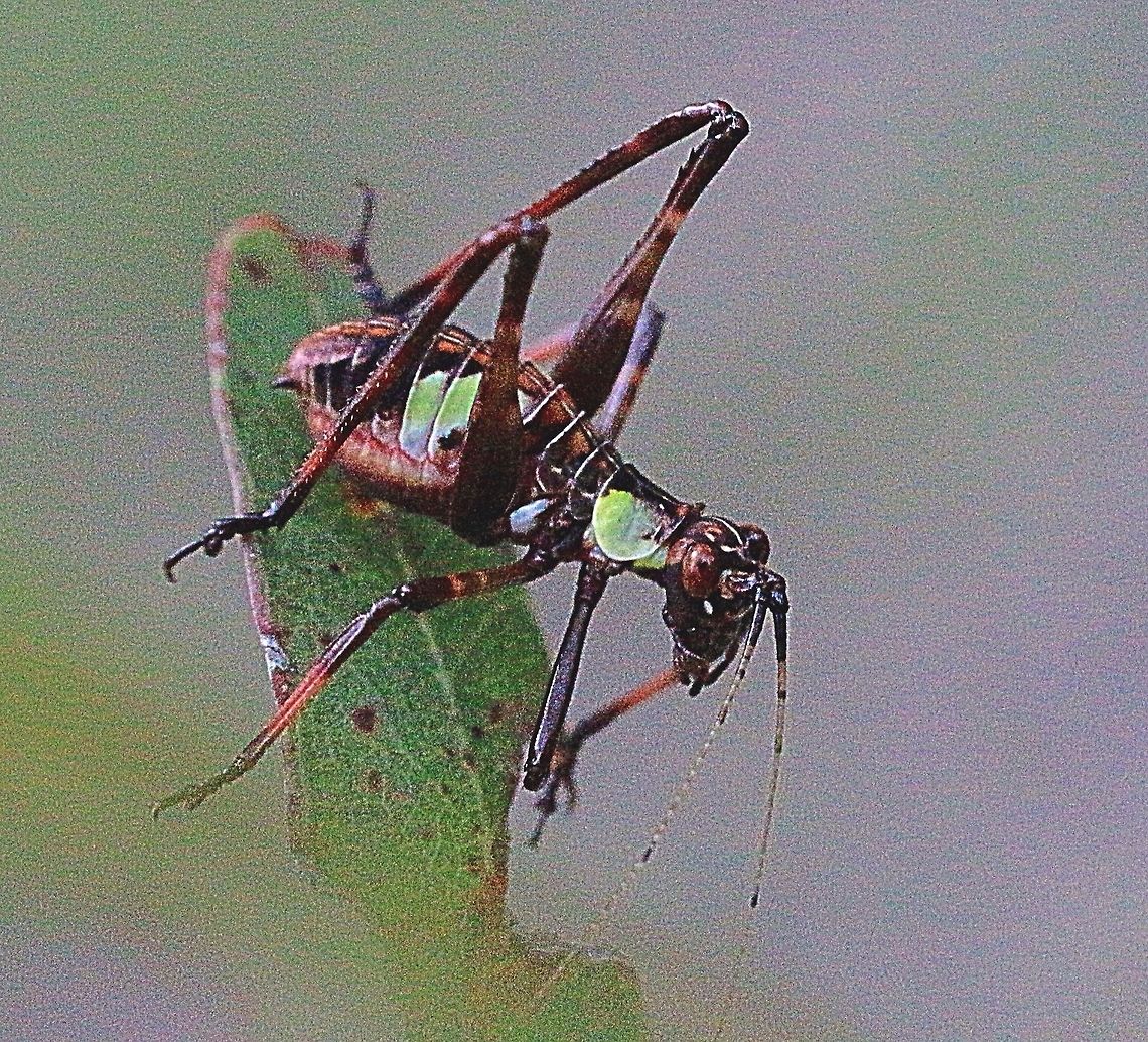Spotted or Mottled Katydid . I think it is Ephippitytha trigintiduoguttata , 2nd instar body approx 12 mm feeding on eucalyptus . Australia,Eamw katydids,Ephippitytha trigintiduoguttata,Geotagged,Spotted katydid