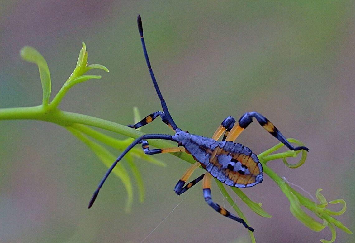 Common gum-tree bug - Amorbus robustus All blue antennae ,  Amorbus robustus,Australia,Common gum-tree bug,Eamw tip wilter bugs,Geotagged