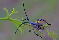 Common gum-tree bug - Amorbus robustus All blue antennae ,  Amorbus robustus,Australia,Common gum-tree bug,Eamw tip wilter bugs,Geotagged