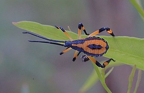Common gum-tree bug - Amorbus robustus All my images of tip wilter bugs are from the same area , a strip of remnant native vegetation along a busy road. The area is approx. 100 m by 40 m in size . Sometimes I begin to think that it is a species with a high Colour  variability in the nymphal stages. But most likely not the case.In three weeks of searching almost daily in that area I only seen one adult of a tip wilter bug species , but it got away befor I got a photo. Amorbus robustus,Australia,Common gum-tree bug,Eamw tip wilter bugs,Geotagged