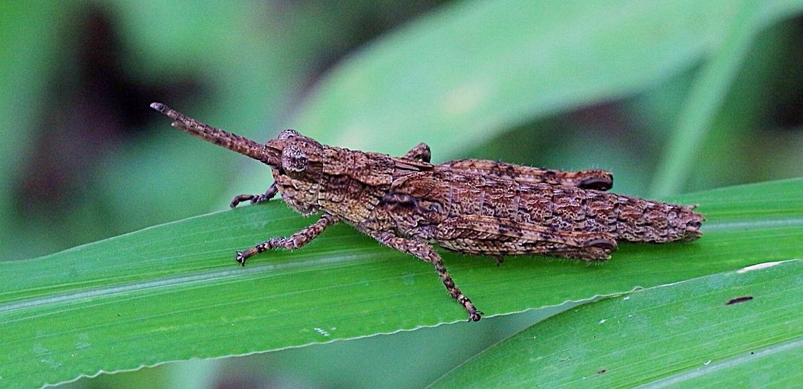 Common Adreppus- Adreppus fallax  Adreppus fallax,Australia,Common Adreppus,Eamw grasshoppers,Geotagged