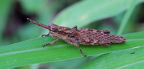 Common Adreppus- Adreppus fallax  Adreppus fallax,Australia,Common Adreppus,Eamw grasshoppers,Geotagged