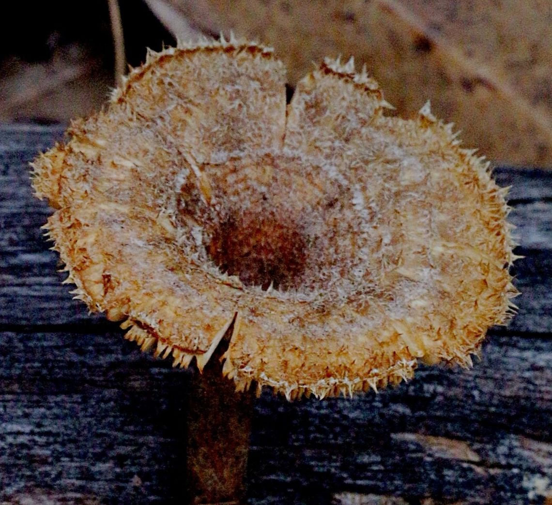 Hairy Trumpet , a wood decaying fungus Fuzzy brown /beige fur all over top of fruiting body Australia,Eamw fungi,Geotagged,Hairy Trumpet Mushroom,Panus fasciatus