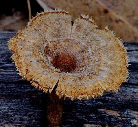 Hairy Trumpet , a wood decaying fungus Fuzzy brown /beige fur all over top of fruiting body Australia,Eamw fungi,Geotagged,Hairy Trumpet Mushroom,Panus fasciatus