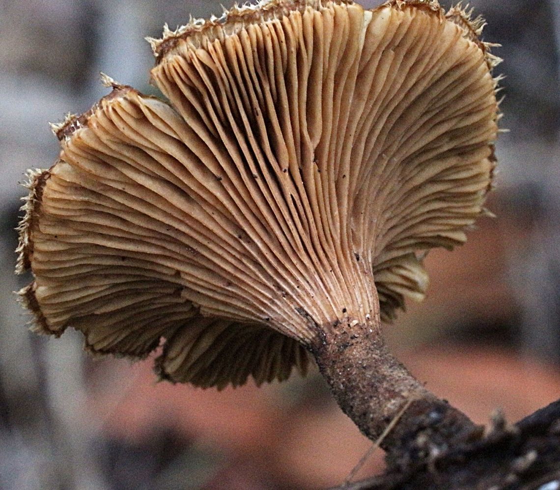 Hairy Trumpet Fungus - photo showing gill details Wood decaying fungi with brown/beige fuzzy fur growing all over top of fruiting body. Australia,Eamw fungi,Geotagged,Hairy Trumpet Mushroom,Panus fasciatus