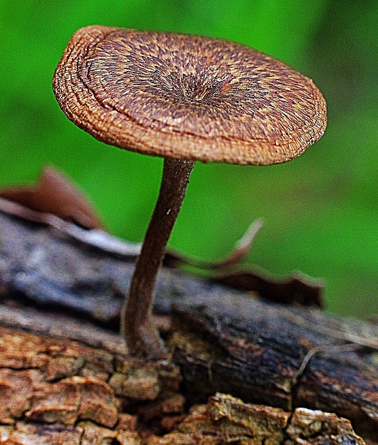 Unidentified small wood decaying fungus  Australia,Eamw fungi,Geotagged