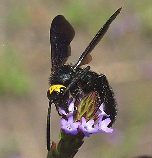 Blue Flower Wasp.( Scolia verticalis) Identification marks are the yellow head with 3 simple eyes( Ocelli)  also it has a yellow ring around the lower abdomen. Australia,Blue Flower Wasp,Eamw wasps,Geotagged,Scolia verticalis