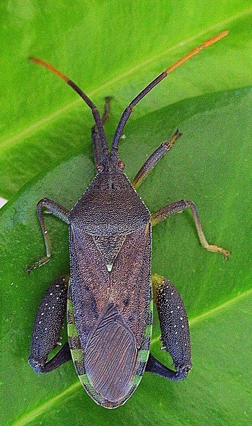 Amorbus alternatus ( male)  Amorbus alternatus,Australia,Eamw tip wilter bugs,Geotagged