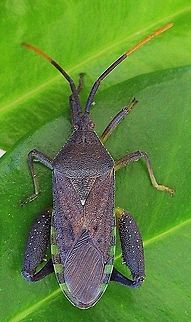 Amorbus alternatus ( male)  Amorbus alternatus,Australia,Eamw tip wilter bugs,Geotagged