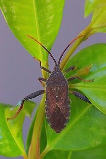 Amorbus alternatus ( female)  Amorbus alternatus,Australia,Eamw tip wilter bugs,Geotagged