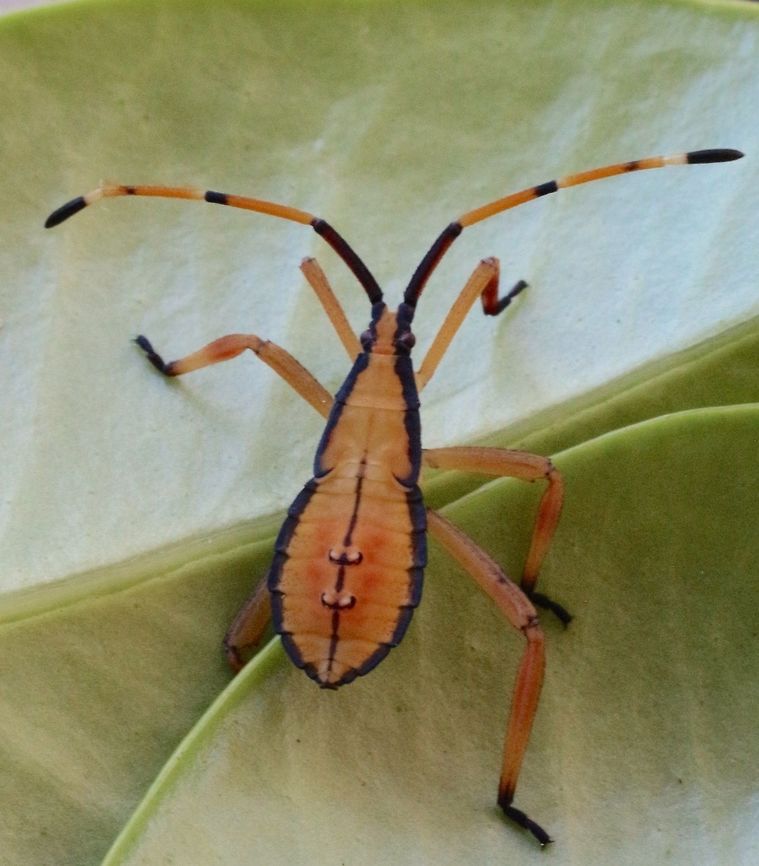 Tip -wilter Bug( Amorbus obscuricornis ) According to brisbaneinsects.com this could be the 3rd instar of the species. Amorbus obscuricornis,Australia,Eamw tip wilter bugs,Eucalyptus Tip-wilter Bug,Geotagged