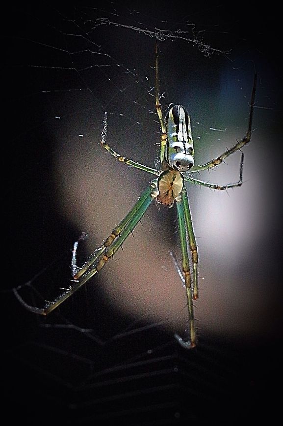 Silver Orb Spider (Leucauge granulate ) Very common spider but alwise nice to see. Australia,Eamw spiders,Eamw spiders Orbweavers,Geotagged,Leucauge granulata