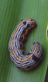 Lily caterpilar- looking at the lily plant where I found them it was easy to understand that this is a pest species .  Australia,Eamw case moth,Eamw caterpillars,Eamw moth,Geotagged,Lily caterpillar,Spodoptera ew,Spodoptera picta
