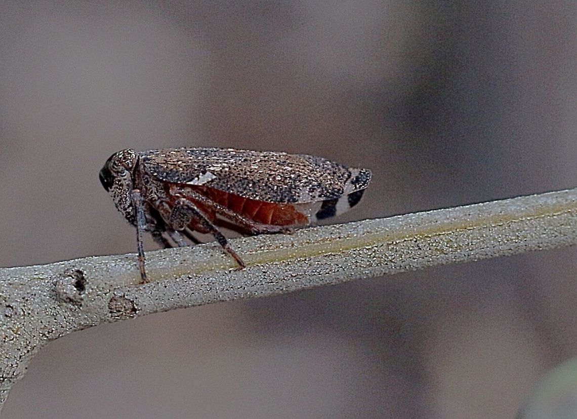 Spider-face Wattle Hopper.(Gelastopsis insignis) Body approx . 10 mm long. Australia,Eamw planthoppers,Gelastopsis insignis,Geotagged,Spider-face Wattle Hopper