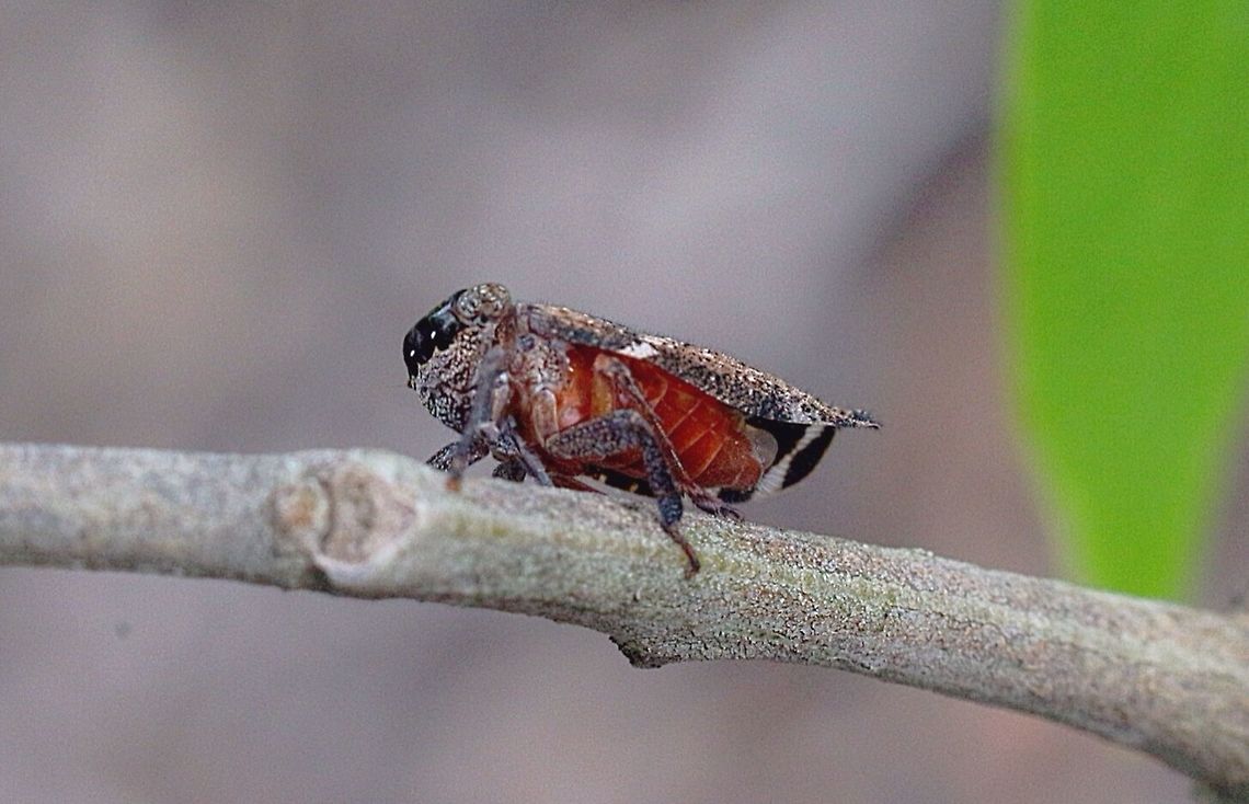 Spider-face Wattle Hopper ( Gelastopsis insignis) It really looks like a jumping spider face , and yes I found it on a Wattletree. Australia,Eamw planthoppers,Gelastopsis insignis,Geotagged,Spider-face Wattle Hopper