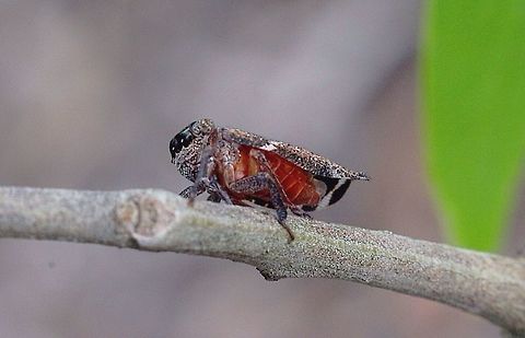 Spider-face Wattle Hopper ( Gelastopsis insignis) It really looks like a jumping spider face , and yes I found it on a Wattletree. Australia,Eamw planthoppers,Gelastopsis insignis,Geotagged,Spider-face Wattle Hopper