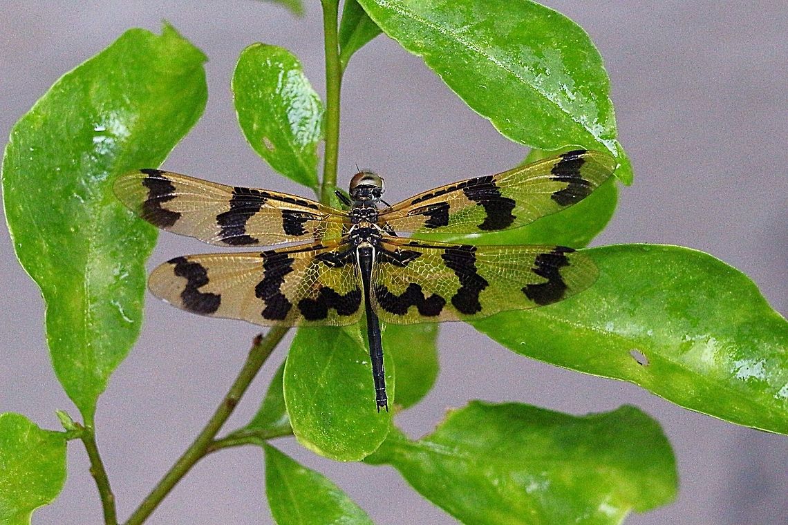 Graphic Flutterer. Very slow fluttering along. Beautiful species. Found it along a very busy road.  Australia,Banded flutterer dragonfly,Eamw dragonflies,Geotagged,Rhyothemis graphiptera
