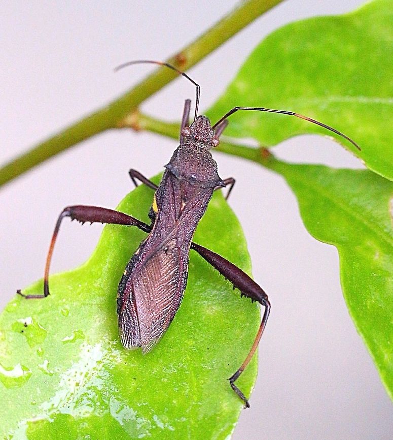 Large brown bean bug (Riptortus serripes) Much more slender then the Tip wilter bugs. Australia,Eamw broad-headed bugs,Geotagged,Riptortus serripes