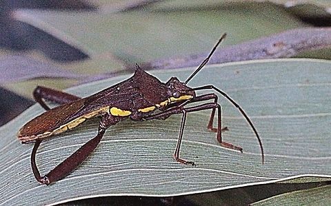 Large brown bean bug. ( Riptortus serripes)  Australia,Eamw broad-headed bugs,Geotagged,Riptortus serripes