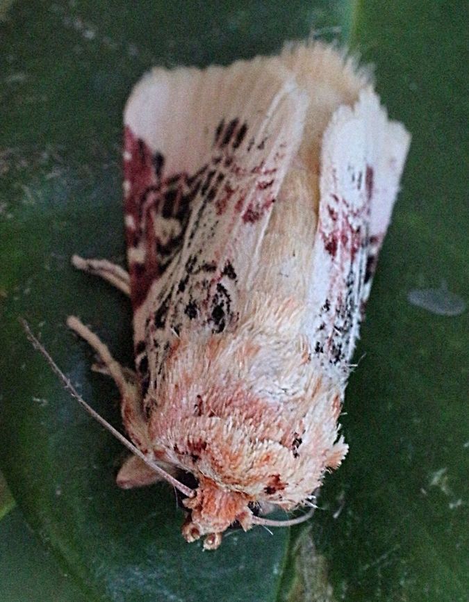 Lily moth (Spodoptera picta) Cooled down in fridge to take a photo Australia,Eamw moth,Geotagged,Lily caterpillar,Spodoptera ew,Spodoptera picta