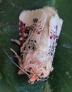 Lily moth (Spodoptera picta) Cooled down in fridge to take a photo Australia,Eamw moth,Geotagged,Lily caterpillar,Spodoptera ew,Spodoptera picta