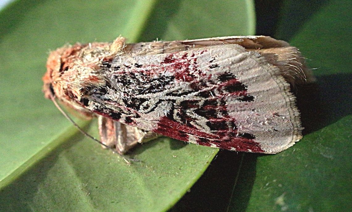 Lily moth ( Spodoptera picta) Moth hatched from a pupae I collected at the time of photographing caterpilars. Moth had to be cooled down in fridge to take a photo. Australia,Eamw moth,Geotagged,Lily caterpillar,Spodoptera ew,Spodoptera picta