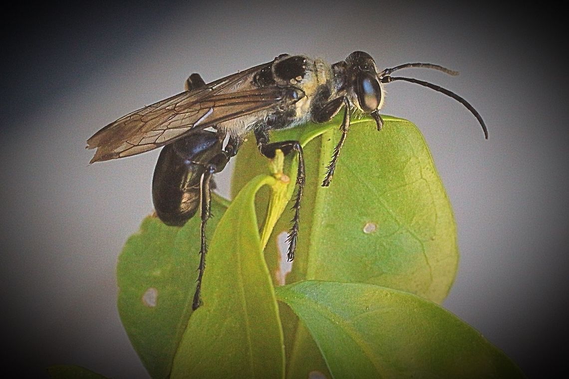 Black Digger Wasp ( Sphex cognatus) Big wasp approx 25 mm, <br />
It was flying to fast and never settled so I captured it with a net and cooled it down to take a photo. Australia,Black Digger Wasp,Eamw wasps,Geotagged,Sphex cognatus