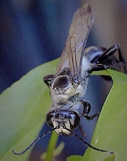 Black Digger Wasp ( Sphex cognatus)  Australia,Black Digger Wasp,Eamw wasps,Geotagged,Sphex cognatus