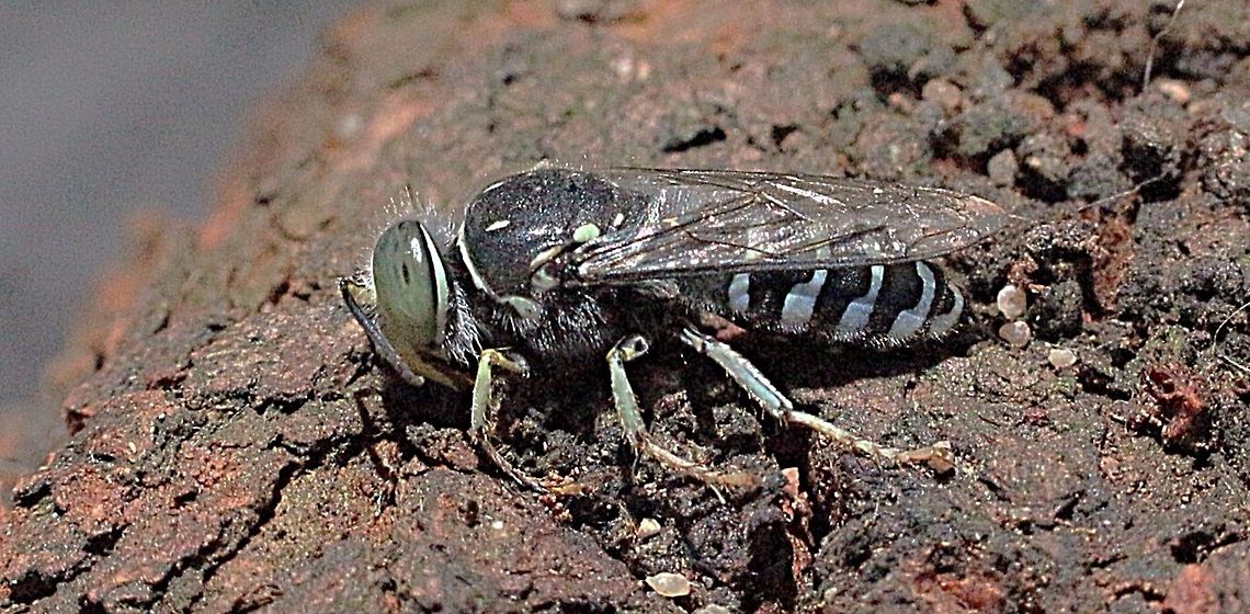 Small Sand Wasp (Bembix variabilis) Seen literally hundreds of the little wasp along a sandy track .  Australia,Bembix variabilis,Eamw wasps,Geotagged,Small Sand Wasp