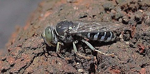 Small Sand Wasp (Bembix variabilis) Seen literally hundreds of the little wasp along a sandy track .  Australia,Bembix variabilis,Eamw wasps,Geotagged,Small Sand Wasp